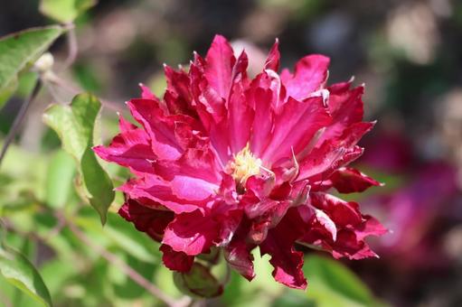 赤い花びらのクレマチスの花のアップ 赤い花びらのクレマチスの花のアップ 赤い,花びら,クレマチスの写真素材