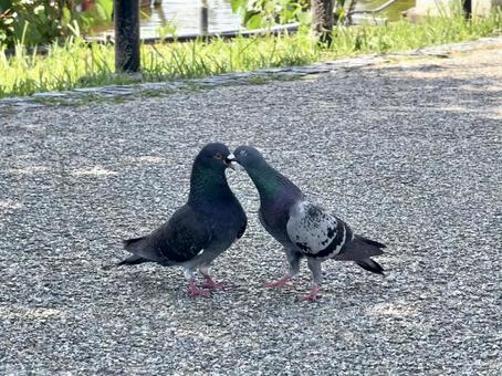 じゃれ合うハト じゃれ合うハトの写真