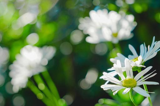 秋の木漏れ日に輝く白いキク科の花２ 秋,花,白の写真素材