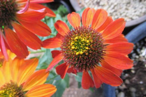 エキナセアの花 エキナセアの花の写真