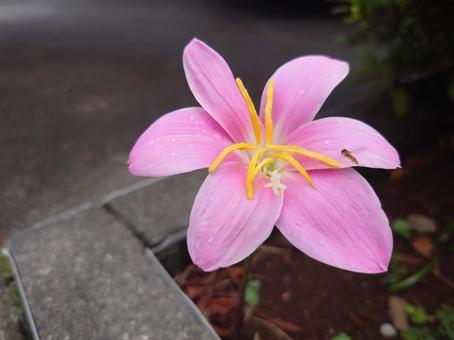 Saffron Imitation, JPG