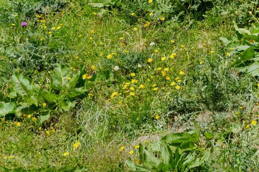 野原の雑草と黄色い花 タンポポ,蒲公英,春の写真素材