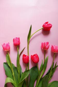ピンク背景にチューリップの花 花,チューリップ,ピンクの写真素材