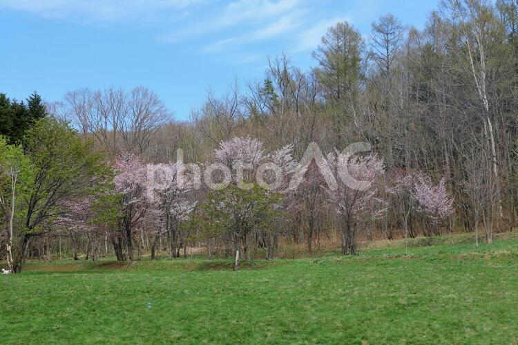 長橋なえぼ公園の桜 長橋なえぼ公園,小樽,桜の写真素材