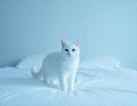 ベッドに猫 ベッドに猫の写真