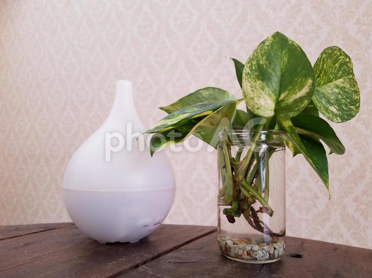 加湿器とポトス 観葉植物,ポトス,加湿器の写真素材