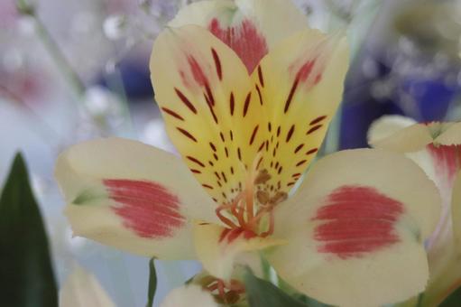 アルストロメリアの花 アルストロメリアの花の写真