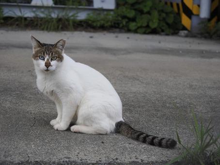 オッドアイの猫 猫,オッドアイ,イエネコの写真素材
