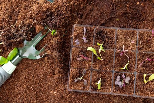 色々な種類の植物の芽 色々な種類の植物の芽の写真