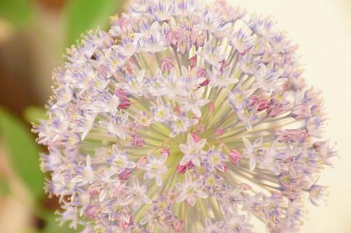 アリウムの写真