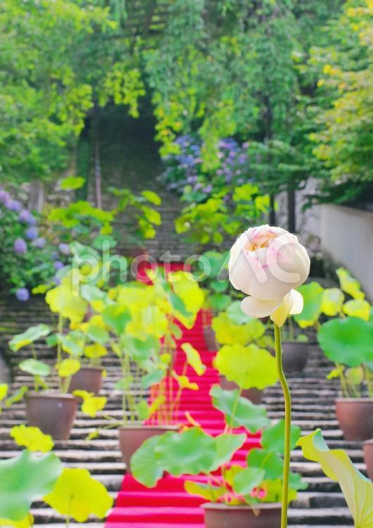 長谷寺　奈良県 奈良県,長谷寺,桜井市の写真素材