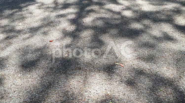 木漏れ日 木漏れ日,地面,晴れの写真素材