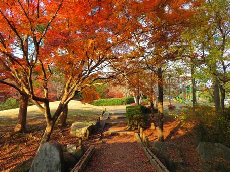秋の公園 秋の公園の写真