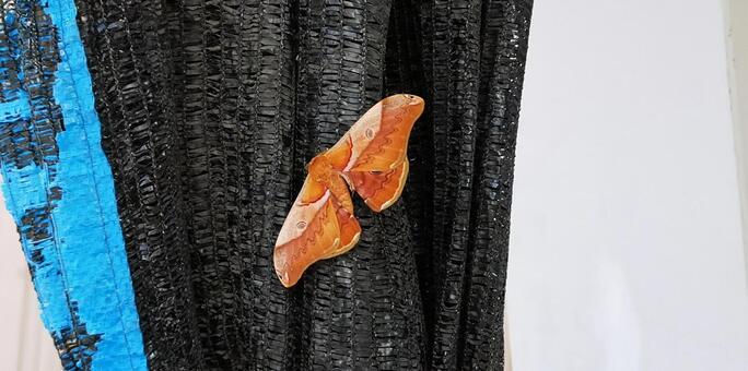 大きい茶色い蛾の写真