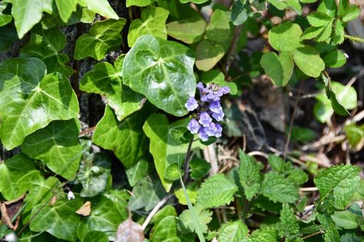 タツナミソウの花 タツナミソウ,花,紫の写真素材