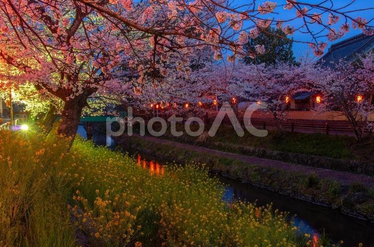 栃木県真岡市　行屋川水辺公園の春 栃木県,桜,桜スポットの写真素材