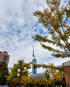 紅葉 福岡,百道浜,秋の写真素材