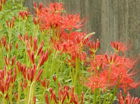 【彼岸花の写真】彼岸花が咲く風景の写真