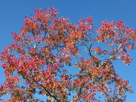 紅葉 紅葉 風,秋空,紅葉の写真素材