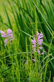 ハナトラノオ⑵ ハナトラノオ⑵ 花,ハナトラノオ,カクトラノオの写真素材