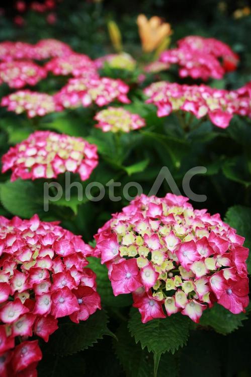 かたまって咲く赤い紫陽花 アジサイ,6月の花,あじさいの写真素材