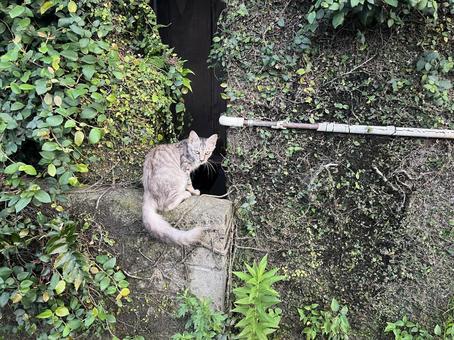 フサ尻尾野良猫１ ねこ,道,道路の写真素材