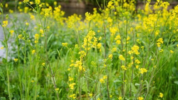 Rape blossoms macro photography, JPG Rape blossoms macro photography, JPG