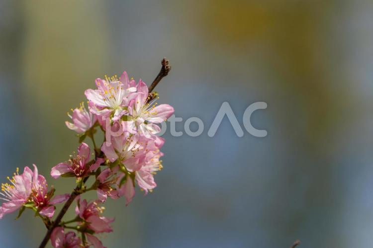 柔らかに揺れるユスラウメの花 ユスラウメ,花,春の写真素材
