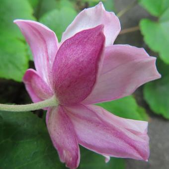 シュウメイギク（秋明菊） シュウメイギク,秋明菊,花の写真素材