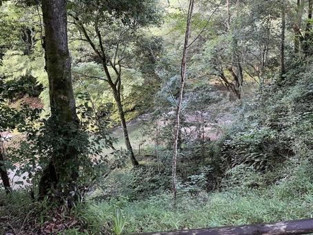 霧の森 霧の森の写真