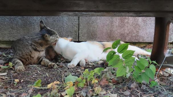 Lovey-dovey and fluffy calico cats enjoying the cool evening breeze, JPG