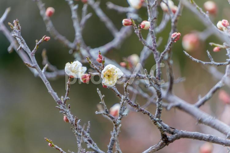 つぼみが膨らむ梅の花 梅,花,つぼみの写真素材