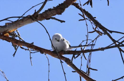 シマエナガ シマエナガ 北海道,野鳥,かわいいの写真素材