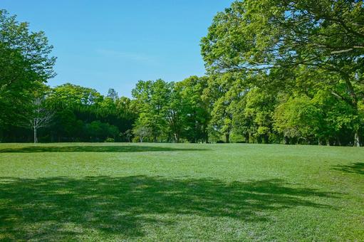緑の公園 緑の公園の写真