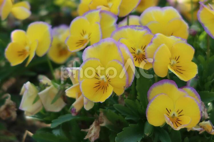 ひ日差しを浴びて フラワーアレンジメント,優しい花,公園の花の写真素材