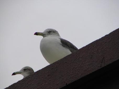 カモメ カモメの写真