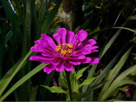 Zinnia, JPG