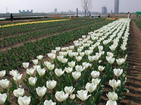 チューリップ・Tulips チューリップ・Tulipsの写真