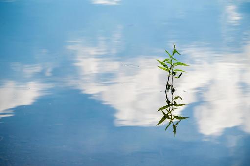 青い水面に浮かぶ雲と、そこに立つ緑の息吹 湖面,水面,リフレクションの写真素材