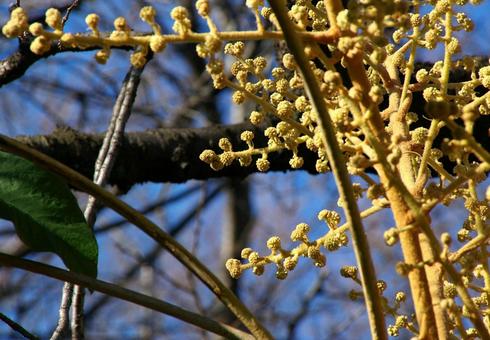 カミヤツデ カミヤツデ,紙八手,ツウダツボクの写真素材