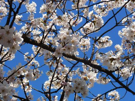 青空と咲く桜 青空と咲く桜の写真