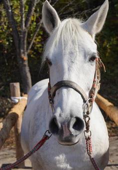 うま 望月町・草競馬,アップ,スタイリッシュの写真素材
