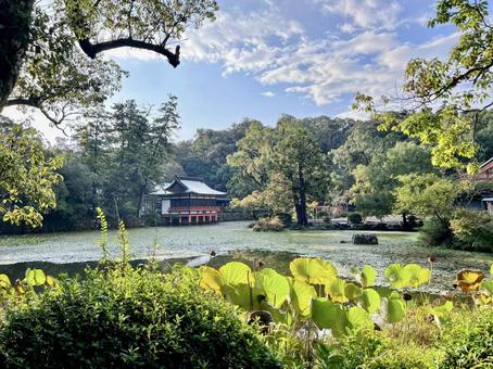 宇佐神宮 宇佐神宮,神社,パワースポットの写真素材