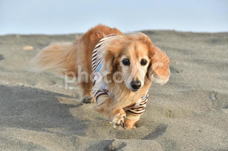 砂浜を散歩する犬 動物,犬,散歩の写真素材