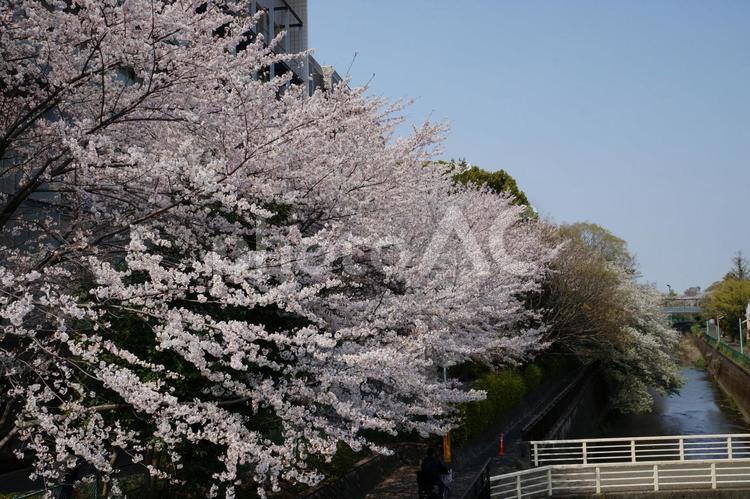 成城の桜 桜,桜並木,さくらの写真素材