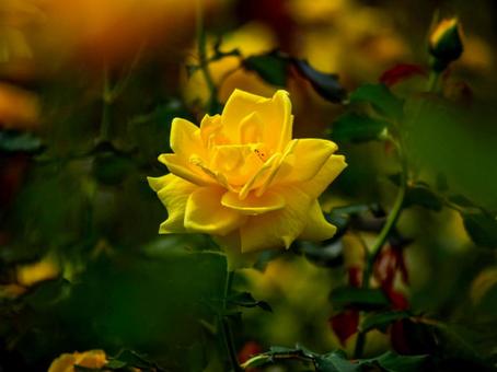 バラ（品種：ゴールドバニー）の写真