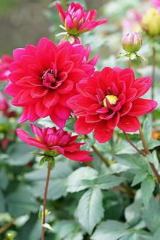 宝塚ダリア園秋　ダリア70　リズモア 宝塚市,宝塚ダリア園,ダリアの写真素材