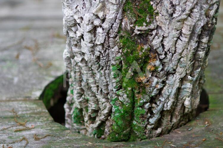 自然は守られている。 木々,植物,釧路の写真素材