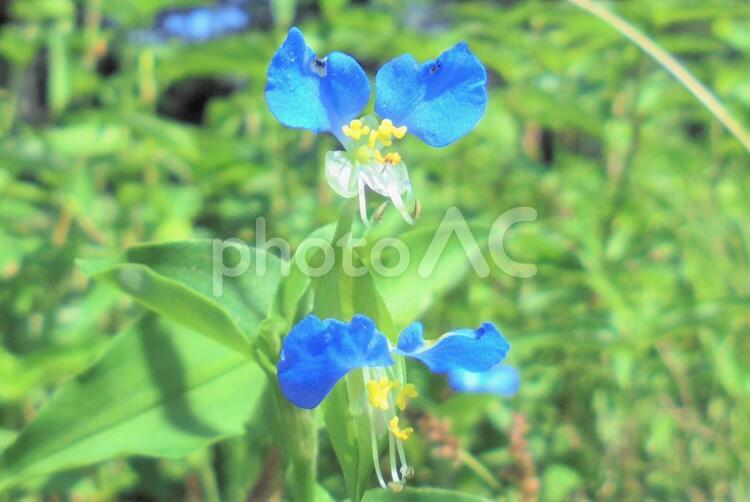 277　北国の春 青色,黄色,野原の写真素材