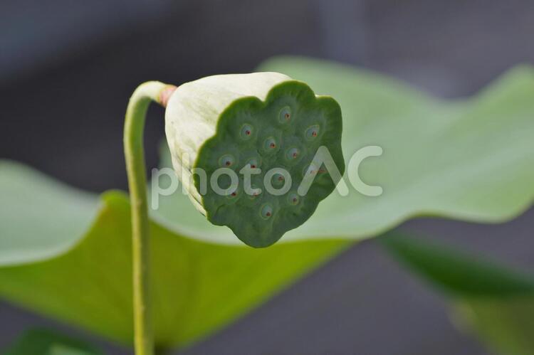 花の散った蓮（蓮の花托） 蓮,花托,実の写真素材